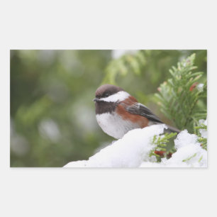 Chickadeo im Schnee auf einem Zedernbaum Rechteckiger Aufkleber