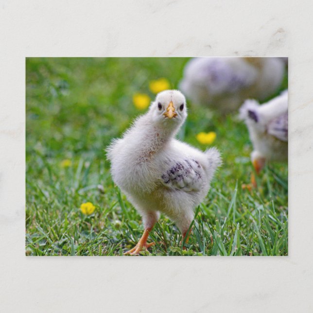 Chicken Baby Chick Foto Postkarte (Vorderseite)