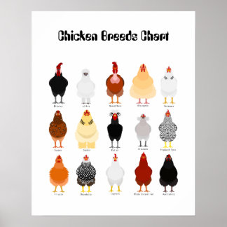 chicken breeds chart poster