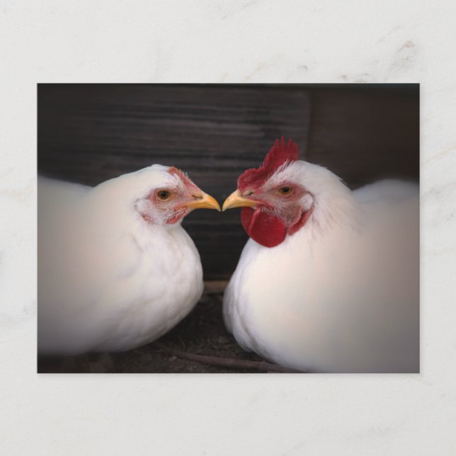 Chicken Love Postcard Postkarte (Vorderseite)