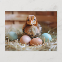 Chicken Next to Easter Nest with Colorful Eggs Postkarte