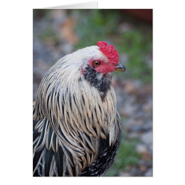 Chicken Up Close and Personal ! (Devant)
