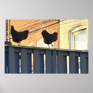 Chicken Walk Foto Poster