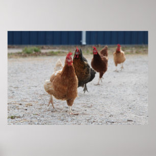 Chickens Poster aufladen