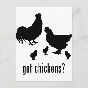 Chickens Postkarte
