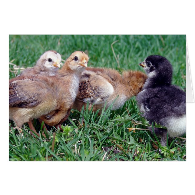 Chicks (Vorderseite (Horizontal))