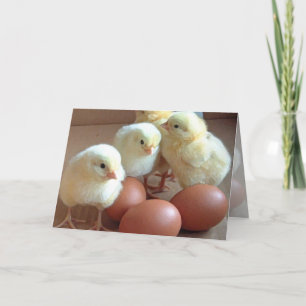 Chicks individuell anpassen feiertagskarte