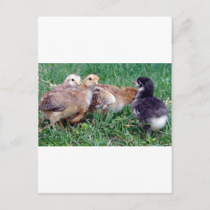 Chicks Postkarte