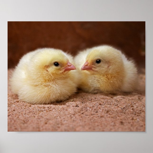 Chicks Print Poster (Vorne)