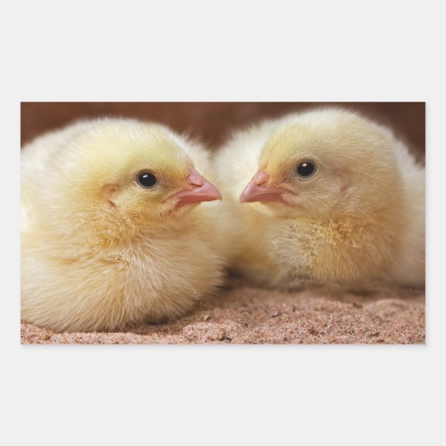 Chicks Sticker (Vorderseite)