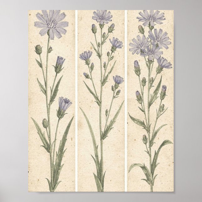 Chicorée Botanische Blumenkunst Poster (Vorne)