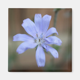 Chicorée (Cichorium intybus) Magnet