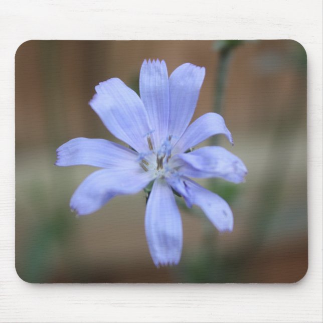 Chicorée (Cichorium intybus) Mousepad (Vorne)