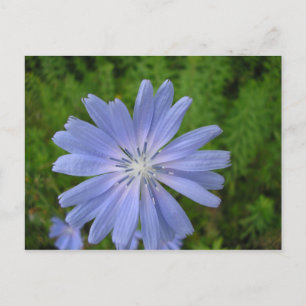 Chicorée Postkarte