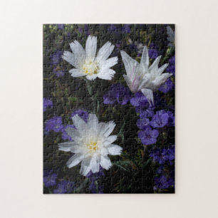 Chicorée und Phacelia-Wildblumen