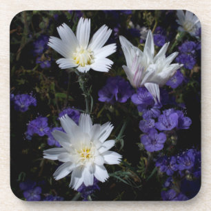 Chicorée- und Phacelia-Wildblumen Getränkeuntersetzer