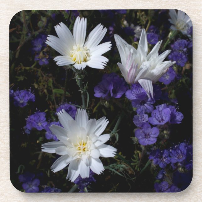 Chicorée und Phacelia-Wildblumen Getränkeuntersetzer (Vorderseite)