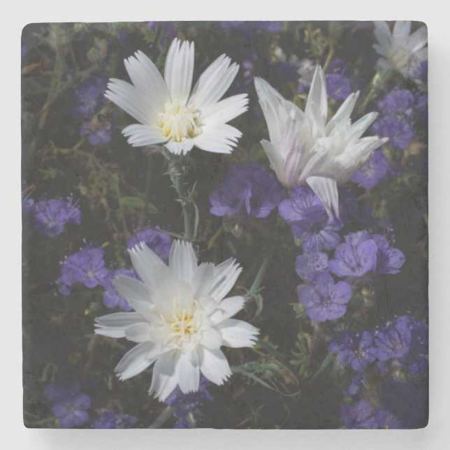 Chicorée und Phacelia-Wildblumen Steinuntersetzer (Vorderseite)