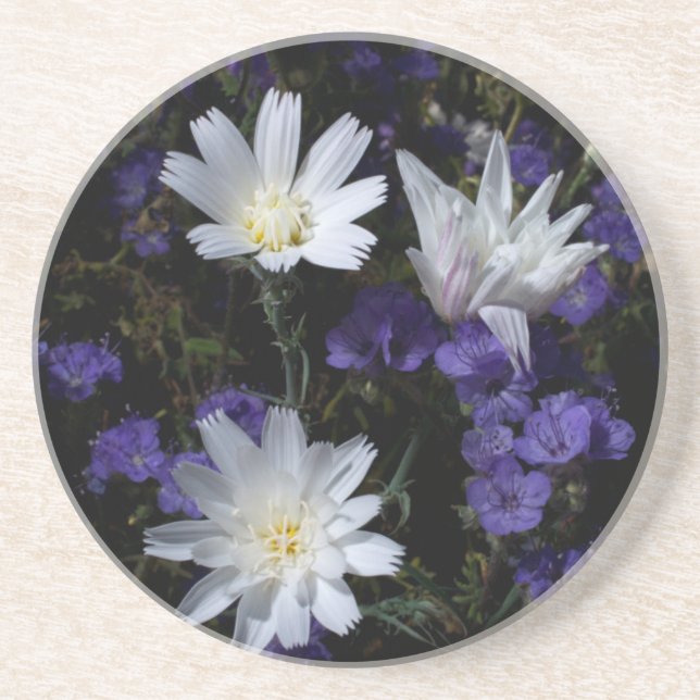 Chicorée und Phacelia-Wildblumen Untersetzer (Vorne)