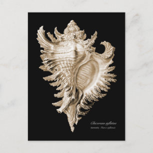 Chicoreus ramosus postkarte