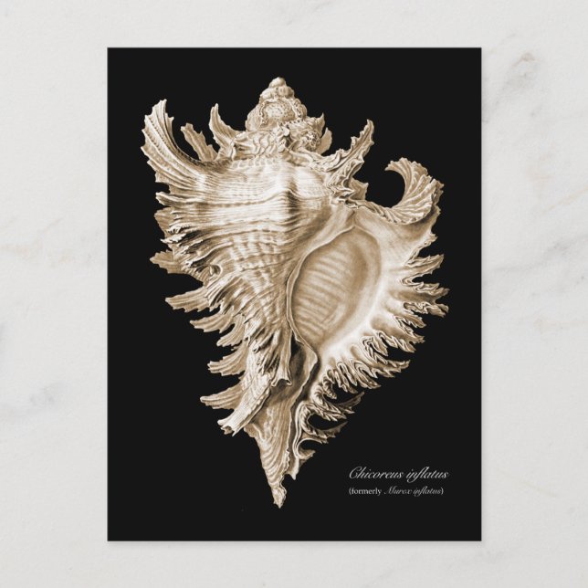 Chicoreus ramosus postkarte (Vorderseite)