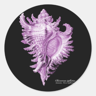 Chicoreus ramosus runder aufkleber