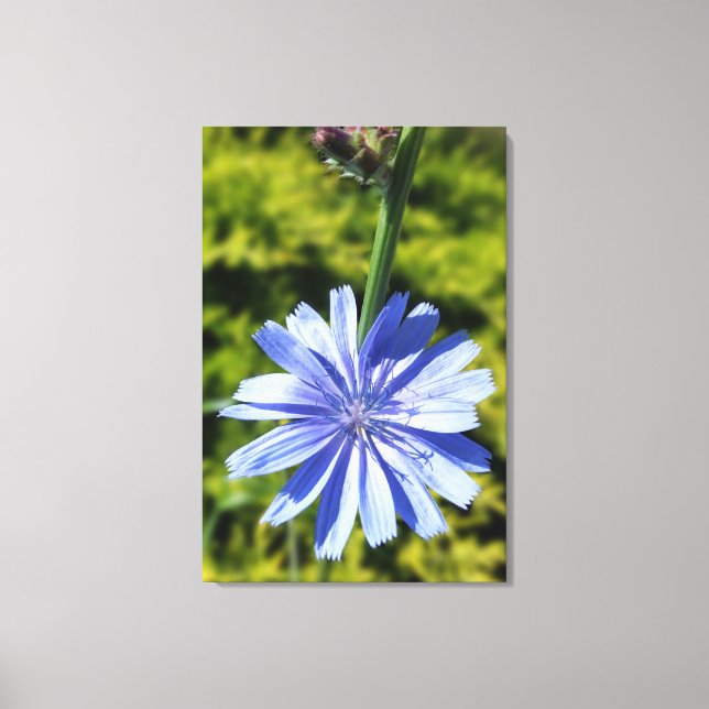 Chicoroer Blume Leinwanddruck (Vorderseite)