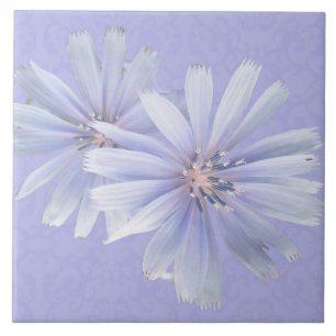 Chicoroer Wildblume - rechts Fliese