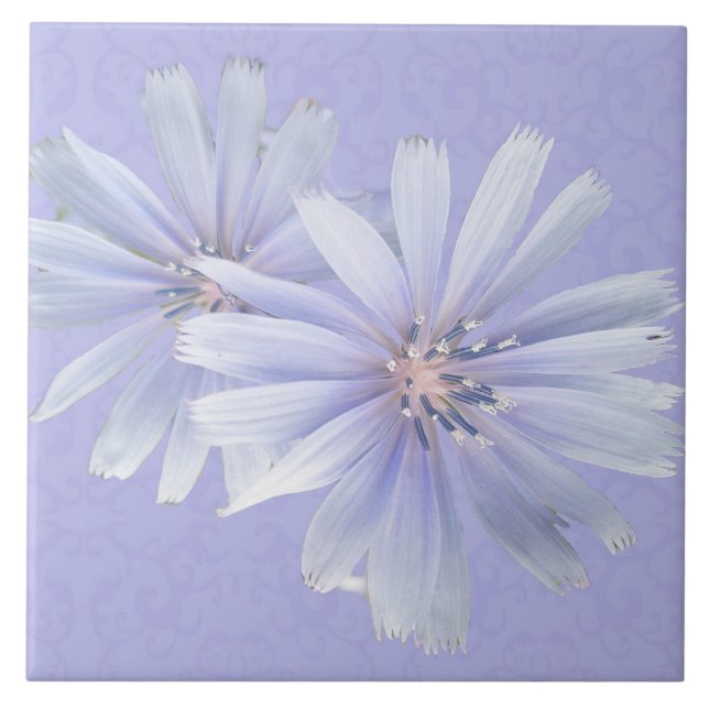 Chicoroer Wildblume - rechts Fliese (Vorderseite)