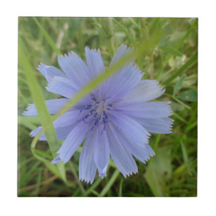 Chicory Blue Lila Blume Floral Fliese