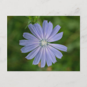 Chicory Blue Wildblume Floral Postcard Postkarte