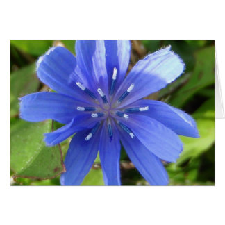 Chicory Blume Card
