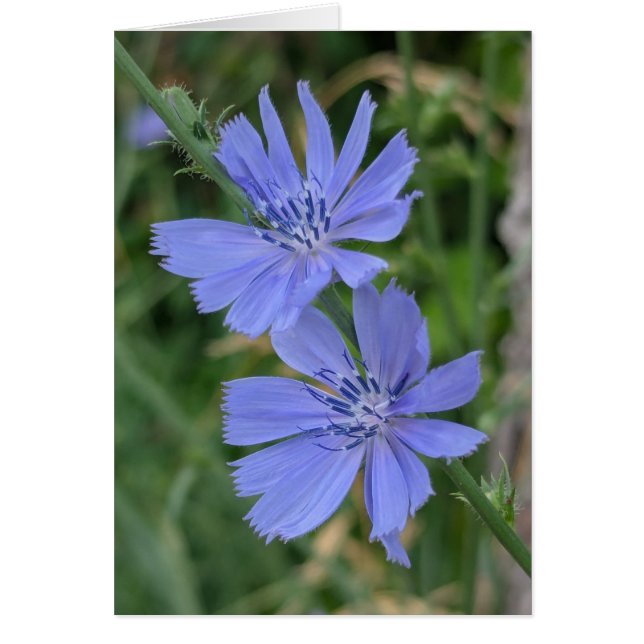 Chicory Note Card (Vorne)