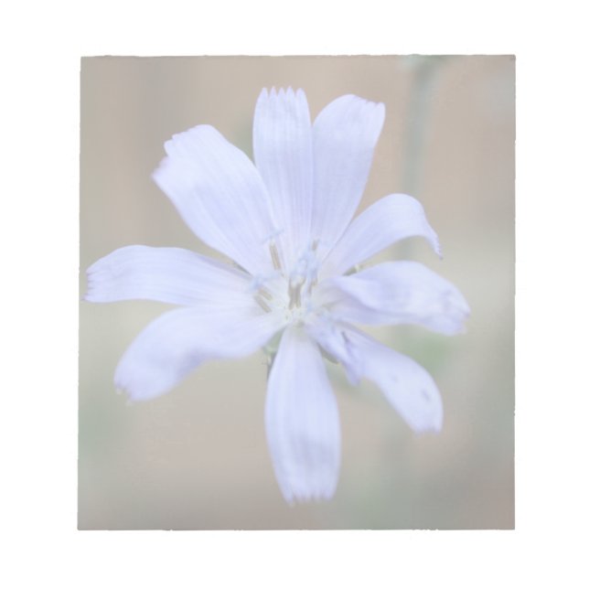 Chicory Notizblock (Vorderseite)