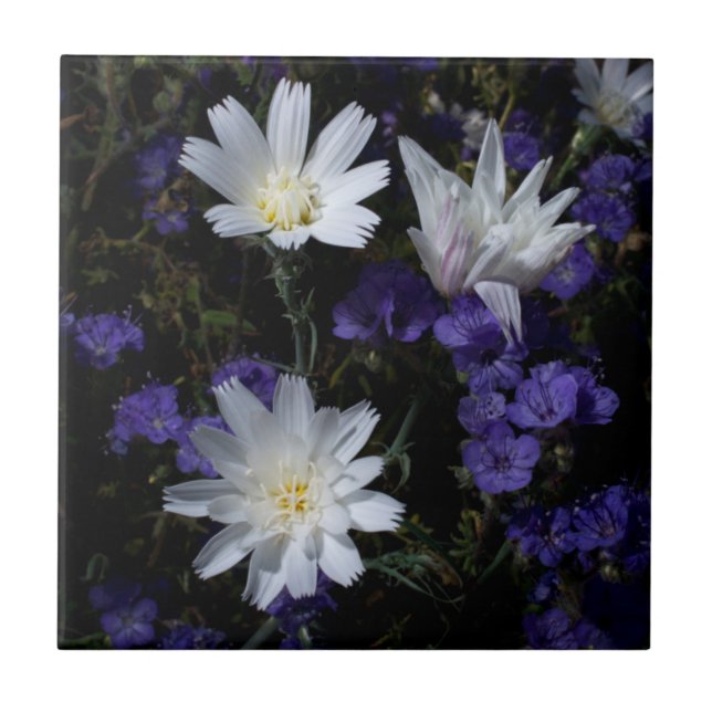 Chicory und Phacelia Wildblumen Fliese (Vorderseite)