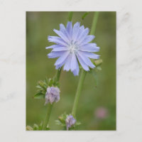Chicory Wild Blume DIY Postcard