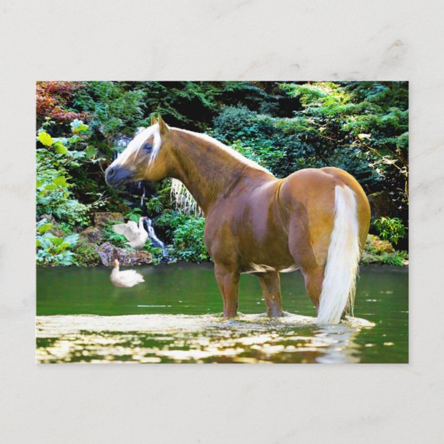 "Chieftain kühlt ab" Postkarte (Vorderseite)