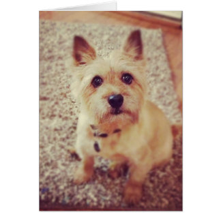 Chien