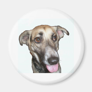 Chien 2, aimant