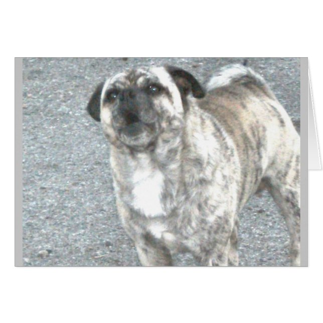 Chien à aboiements aggravés (Devant horizontal)