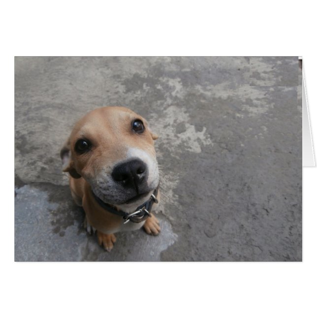 Chien à l'air SUPER mignon ! ! ! (Devant horizontal)