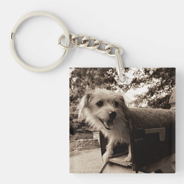 Chien à l'intérieur d'une boîte aux lettres (Devant)