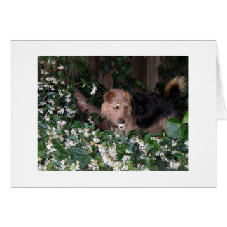 Chien adorable avec la suce