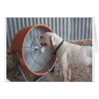 Chien - Aimer la brise