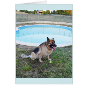 Chien ange assis avec balle