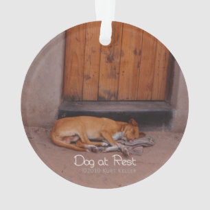 Chien au repos