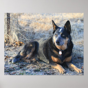 Chien australien de bétail ou affiche bleue de