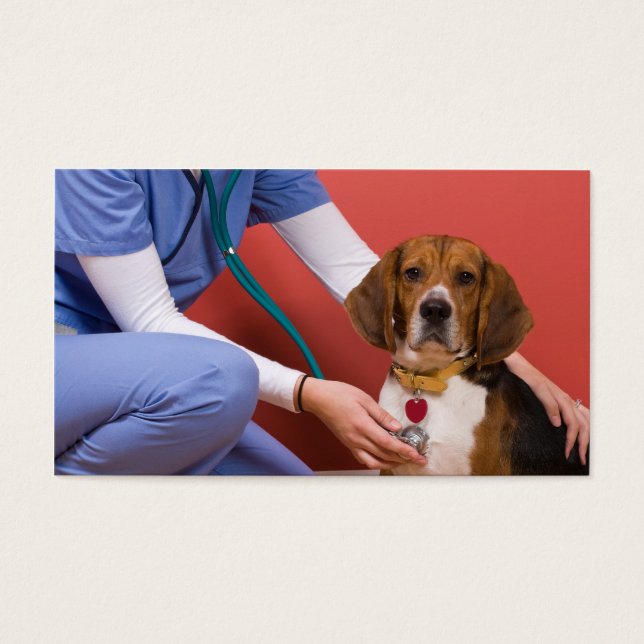Chien Beagle mignon Obtenir un examen vétérinaire (Devant)