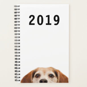 Chien Beagle sympa Chien moderne tendance
