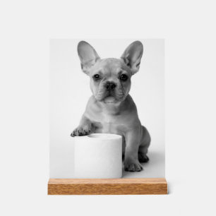 Chien Bouledogue Français Mignon Minimaliste Garda